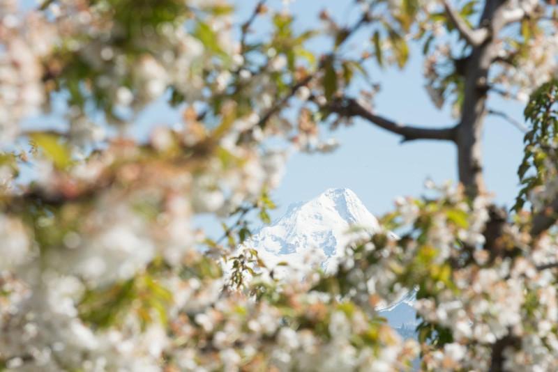 view of Mt. 兜帽穿过开满了花的樱桃树